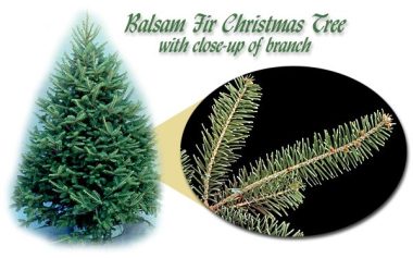 Balsam Fir