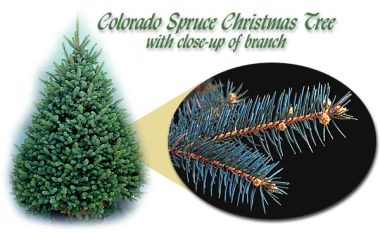 Colorado Spruce