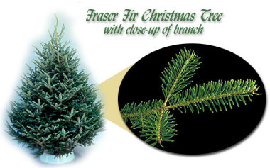 Fraser Fir