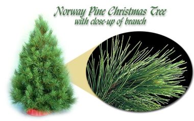 Norway Pine
