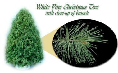 White Pine