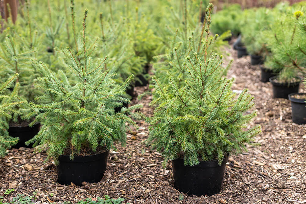 Small Christmas trees in pots at a tree nursery